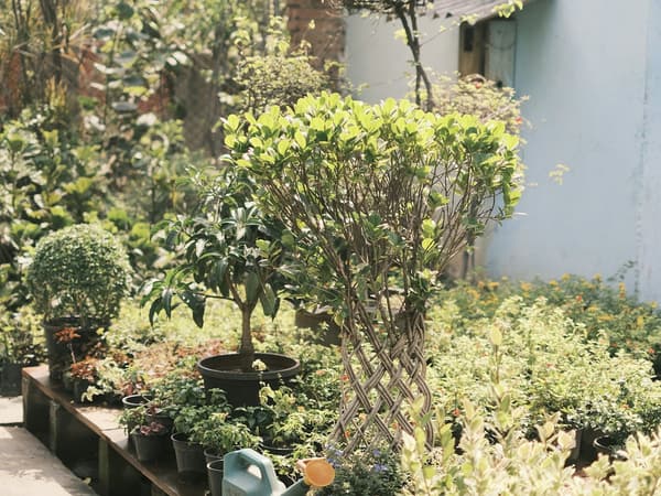 Potted plants staged on a wooden bench